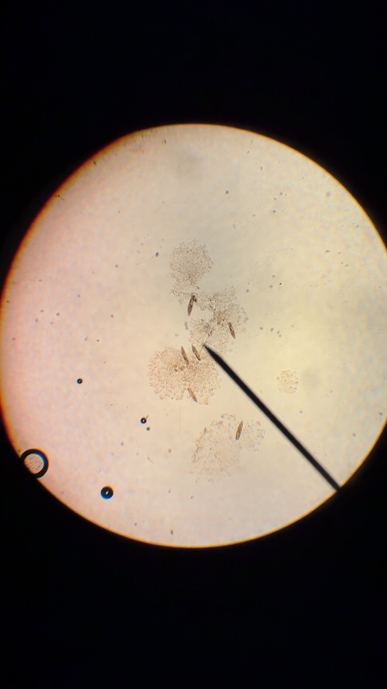 <p>What phylum </p>