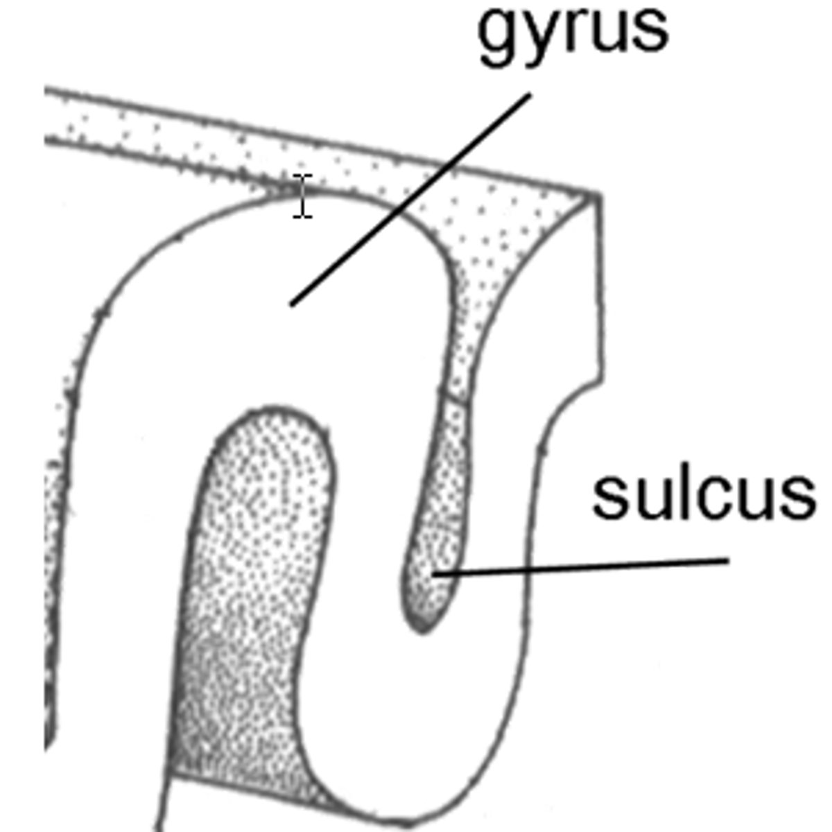 <p>Gyrus - Hump in the fold of the brain<br><br>Sulci - Dip in the fold of the brain.</p>