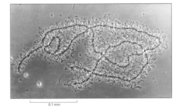 <ul><li><p>allows them to be seen in the light microscope</p></li></ul><p></p>