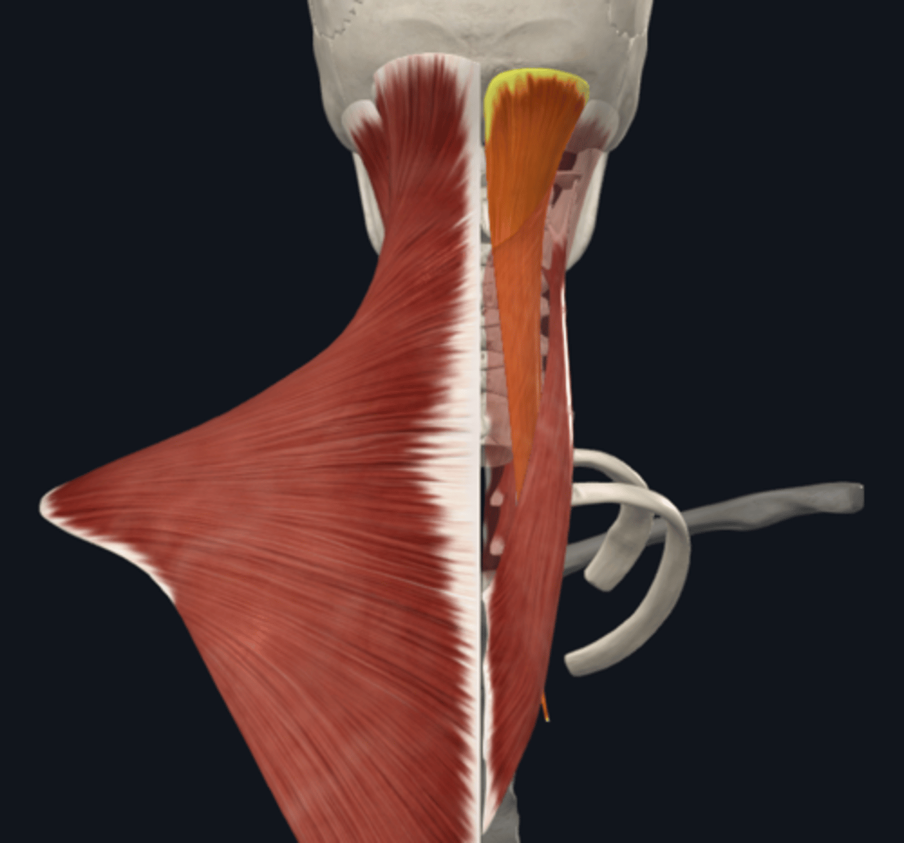 <p>What is the attachment and function of the Spenius capitis muscle of the posterior cervical muscles?</p>