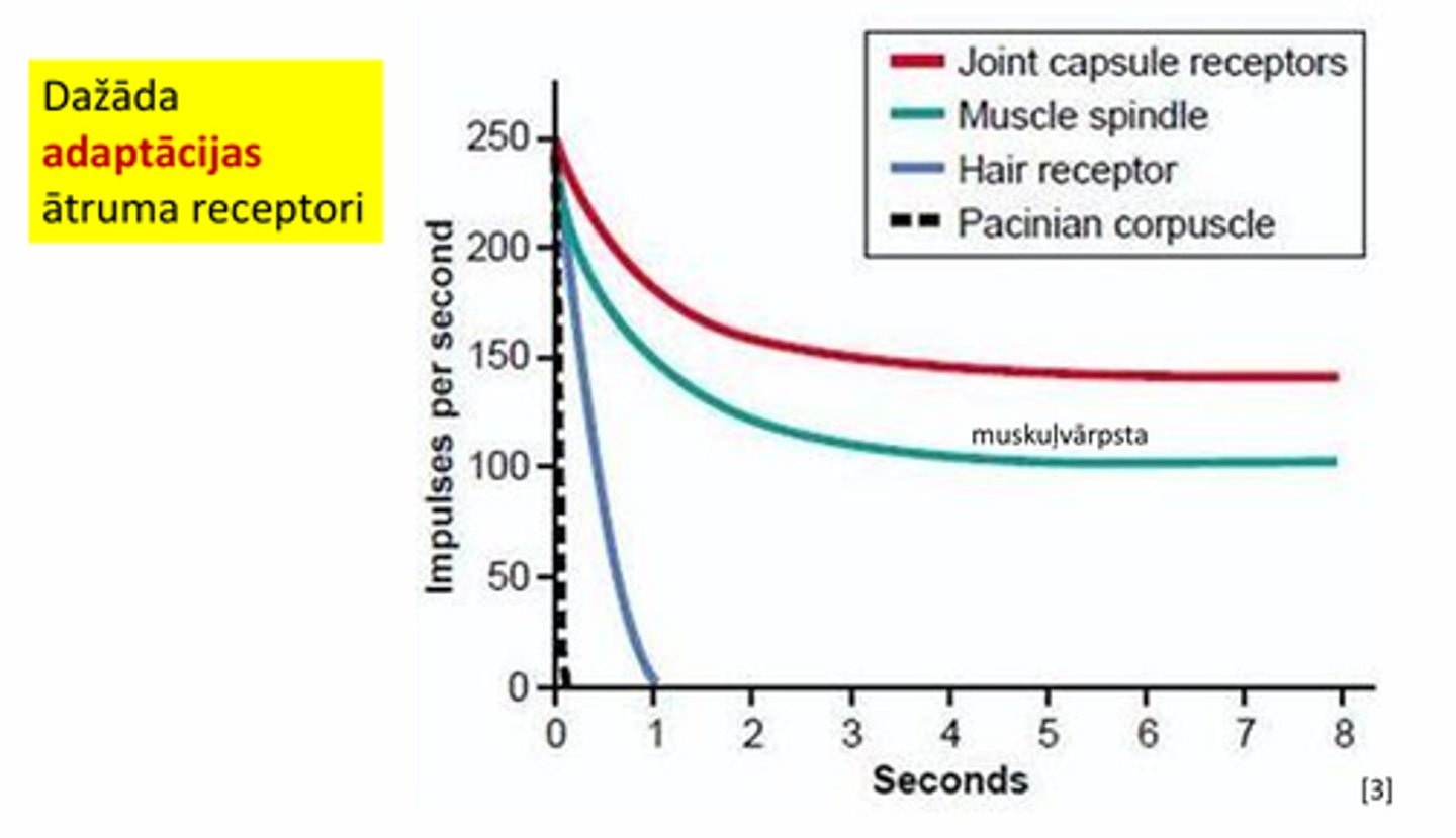 <p>• Ātrās adaptācijas (fāziskie) receptori, piem., tie ir ožas vai taustes receptori (arī Meisnera, Pačīni ķermenīši).</p><p>• Lēnās adaptācijas (toniskie) receptori, piem., tie ir sāpju (nociceptori), aukstuma u.c. receptori (t.sk., Merkela un Rufīni ķermenīši; muskuļvārpsta)</p>
