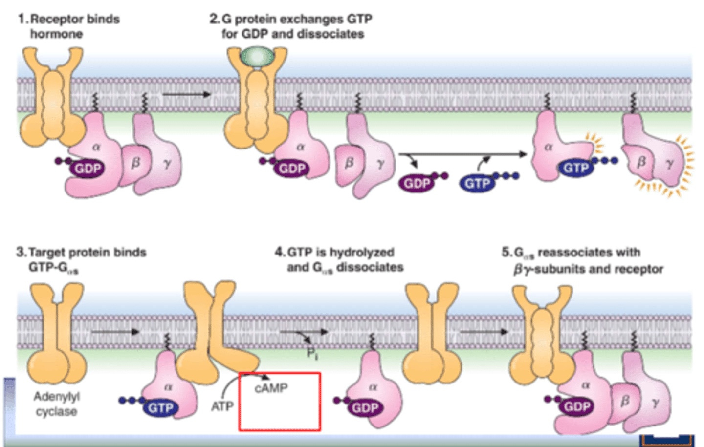 <p>1. receptor binds to G proteins (a, B, Y) that contain GDP bound to a</p><p>2. G protein exchanges GTP for GDP and dissociates (GTP and GDP separate)</p><p>3. GPCR-G protein complex disassembles, releasing the G protein a-subunit from BY complex</p><p>4. Ga-subunit binds to target enzyme (adenylyl cyclase), enhancing its activity</p><p>5. GTP hydrolyzed to GDP causing dissociation of a-subunit from target enzyme</p><p>6. a reassoociates with B Y - subunits and GPCR</p>