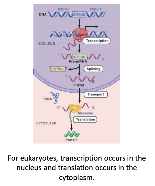<p>parts of the gene with codons that are not represented in the polypeptide product as they do not code for anything</p><ul><li><p>introns are removed from the pre-mRNA transcript by <strong>splicing</strong> to give an mRNA that is collinear w/ the polypeptide product</p></li><li><p>not present in mature mRNA</p></li></ul>