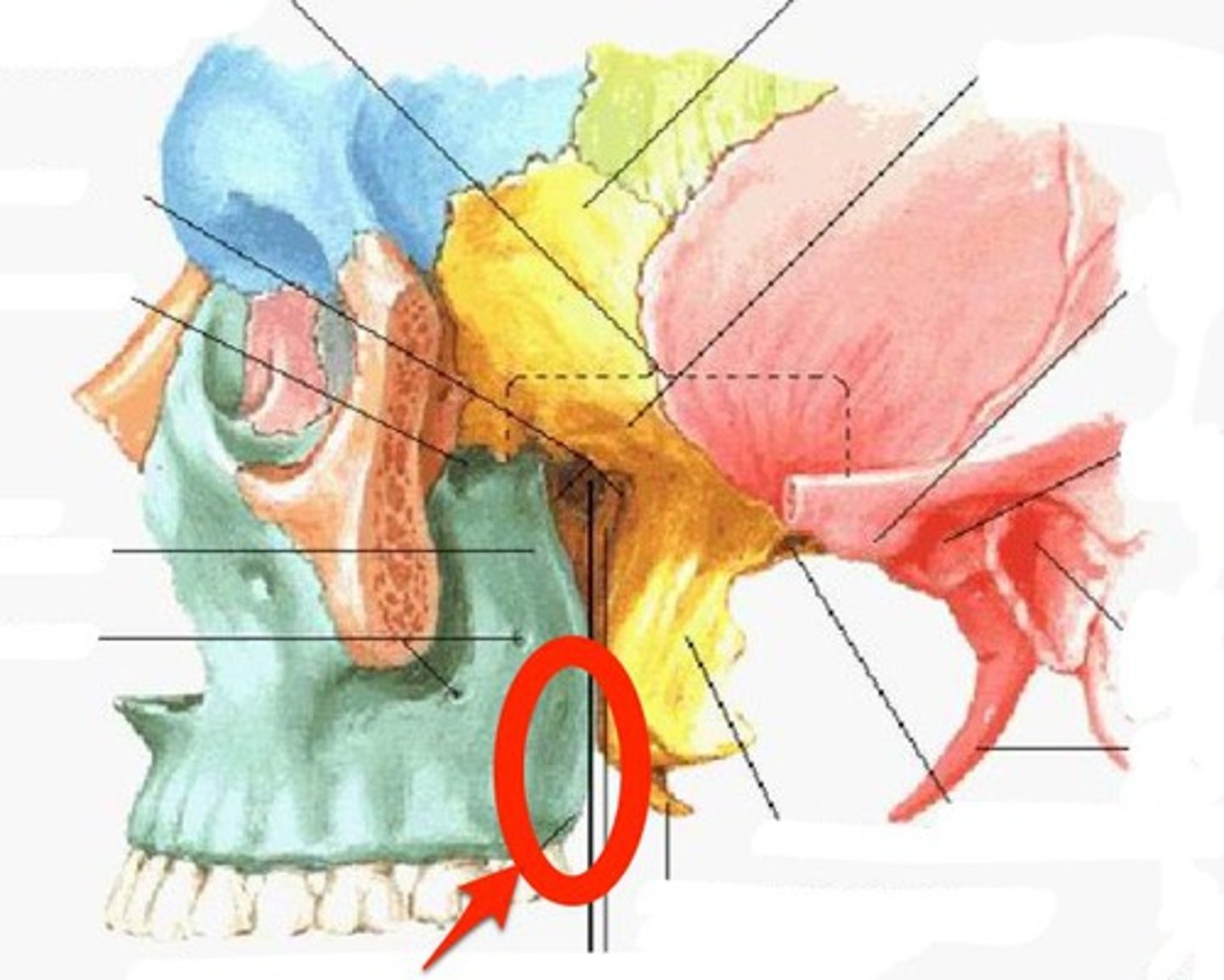 <p>posterior on maxilla behind last tooth, most prominent after growth of wisdom tooth</p>