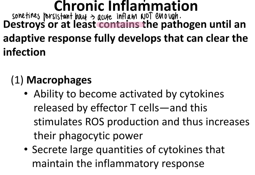 <ol><li><p>effector T cells release cytokines to…</p></li><li><p>activate macrophages → release ROS + MORE cytokines that MAINTAIN the inflamm </p></li></ol>