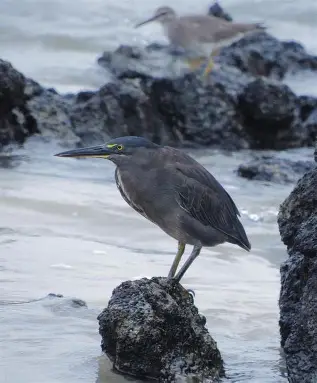 <p>Striated Heron </p><ul><li><p>small heron often seen feeding along rocking coastlines </p></li><li><p>catches small fish in tide pools and in depressions in the lava where fish may be trapped </p></li><li><p>young are brownish in color, with dark streaking </p></li><li><p>nest under rocks or among mangrove roots </p><ul><li><p>lay up to 3 eggs </p></li></ul></li><li><p>subspecies is considered by some to be endemic, going by name lava heron </p></li></ul><p></p>