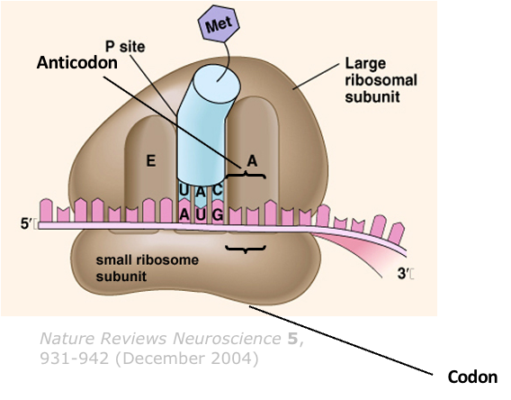 <ul><li><p><span>The small subunit of a ribosome binds to the AUG (start codon)</span></p></li><li><p><span>A specific initiator transfer RNA (tRNAi <sup>Met</sup>) carrying a methionine binds to the AUG start codon</span></p></li><li><p><span>The large 60S subunit of a ribosome binds to this complex such that the tRNA occupies the P site </span></p></li></ul>