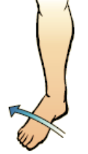 movement of the sole of the foot outward