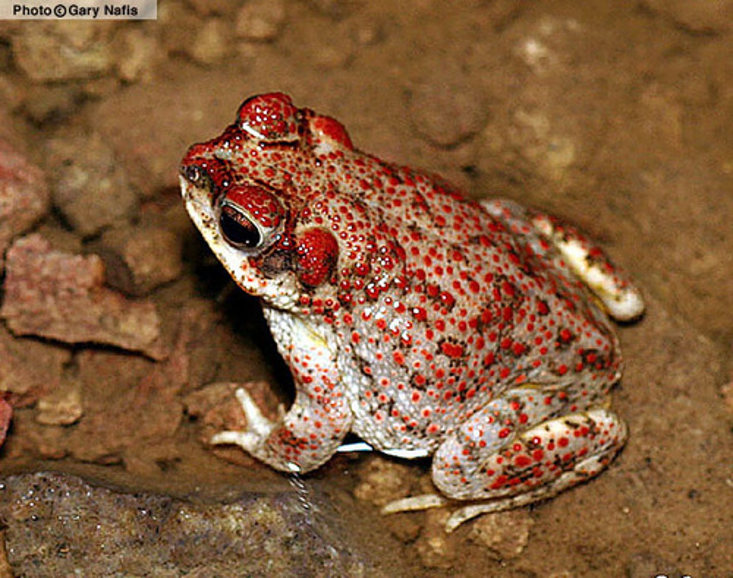<p>Red-spotted Toad</p>