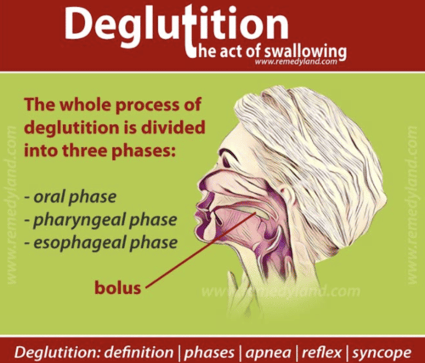 <p>Deglutition apnea refers to a temporary cessation or pause in breathing that occurs during swallowing.</p><p>The elevation is crucial to prevent food or liquid from entering the nasal passages, directing it instead towards the oropharynx.</p>