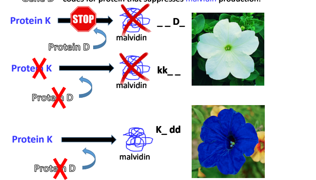 <p>Say you begin with a precursor protein, the dominant alleles of one gene codes for a specific phenotype and is expressed via the activation of a protein. Another gene that is in its recessive state, meaning that it has deactivated the protein associated with the gene also codes for that same phenotype. This means that if either the dominant allele of the first gene is present or if the recessive allele of the second gene is present, the dominant phenotype is expressed. The only way to express the recessive phenotype is for the recessive/ inactivated version of the protein of the first gene is expressed at the same time as the dominant/ activated version of the protein of the second gene. </p>