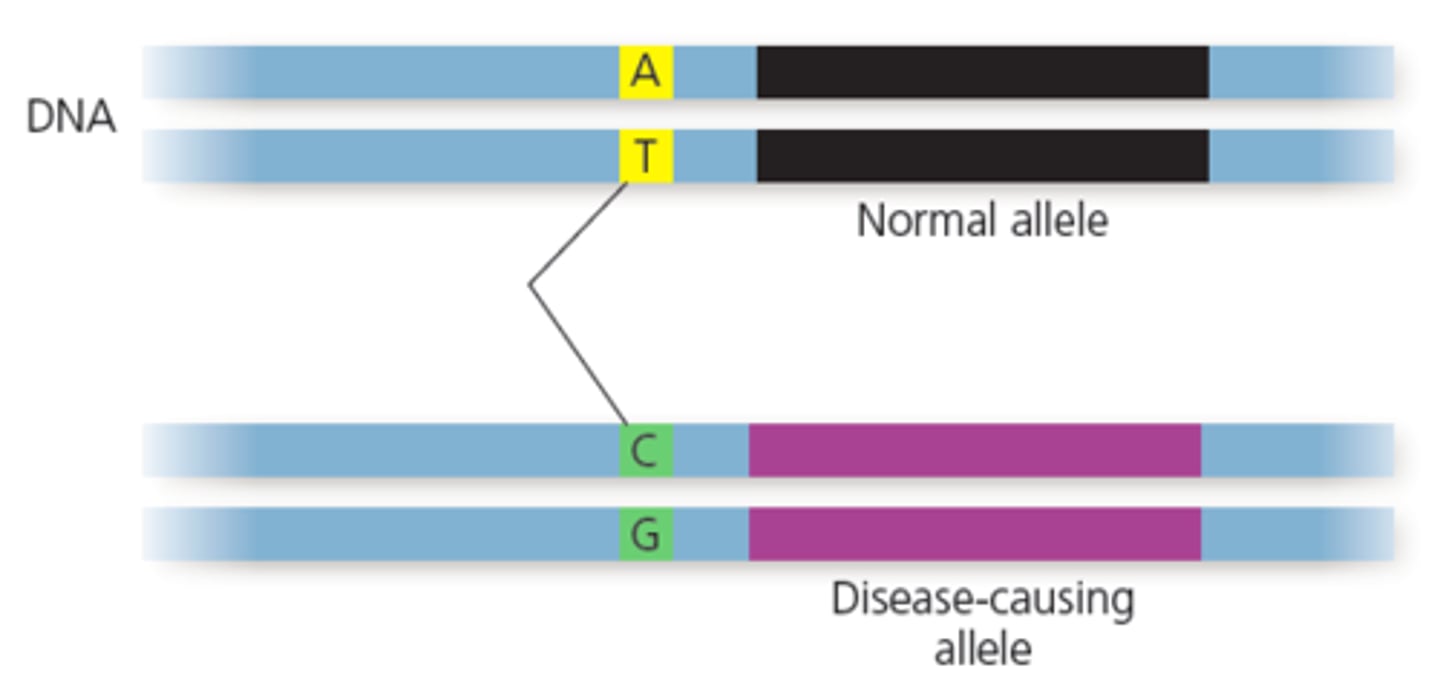 <p>Unique spots where individuals differ by a single nucleotide.</p>