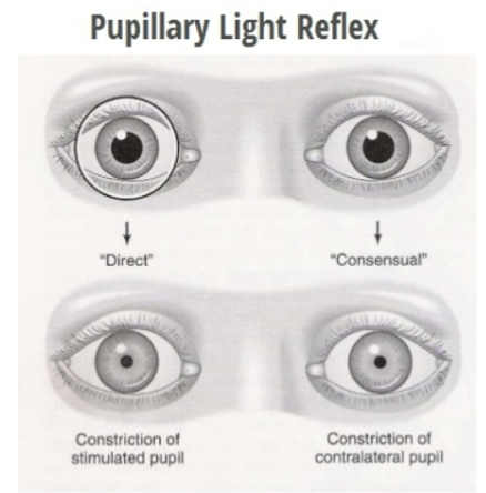 <ul><li><p><span style="background-color: transparent; font-family: &quot;Times New Roman&quot;, serif;"><span>Size controlled by iris depending on light level</span></span></p></li></ul><ul><li><p><span style="background-color: transparent; font-family: &quot;Times New Roman&quot;, serif;"><strong><span>Direct light reflex:</span></strong><span> shining a light into one eye causes the pupil of that eye to constrict</span></span></p></li><li><p><span style="background-color: transparent; font-family: &quot;Times New Roman&quot;, serif;"><strong><span>Consensual light reflex:</span></strong><span> shining a light into one eye causes the pupil of the </span><strong><u><span>other eye</span></u></strong><span> to constrict</span></span></p></li></ul><p></p>