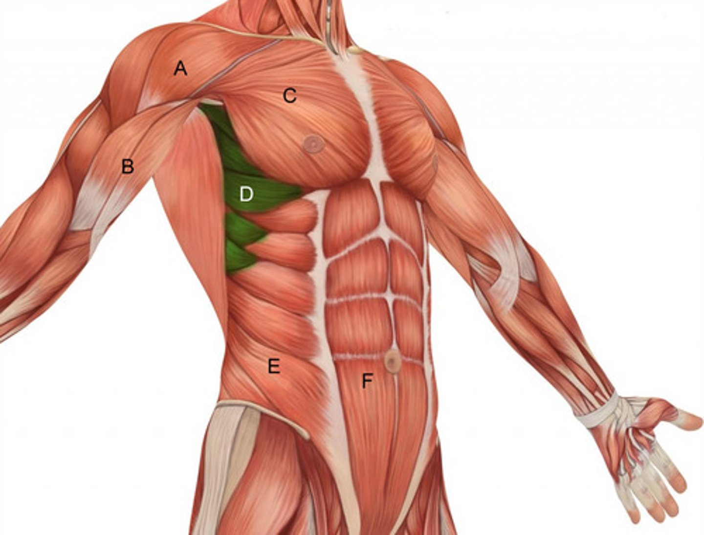 <p>Muscle that protracts the scapula</p>