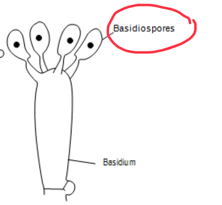 <p>basidiospores</p>