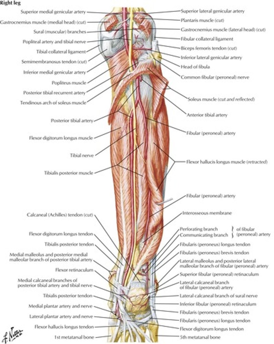 <p>Root: L4-S3</p><p>Cause of injury:</p><p>- knee trauma</p><p>- baker's cyst (proximal lesion)</p><p>- tarsal tunnel syndrome (distal lesion)</p><p>Presentation:</p><p>- inability to curl toes and loss of sensation on SOLE of foot</p><p>- in proximal lesions, foot is everted at rest with a loss of inversion and plantarflexion</p><p>Remember:</p><p>- the sciatic nerve innervates the posterior thigh</p><p>- from the sciatic arises both the tibial and the common fibular (peroneal) nerve, which both innervate the lower leg</p><p>- the peroneal emerges from the posterior thigh, wraps around the head of the femur at the lateral head then innervates the anterior surface of the lower leg</p><p>- the tibial nerve innervates the posterior lower leg</p>