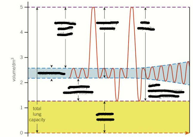 <p>Total lung capacity</p>