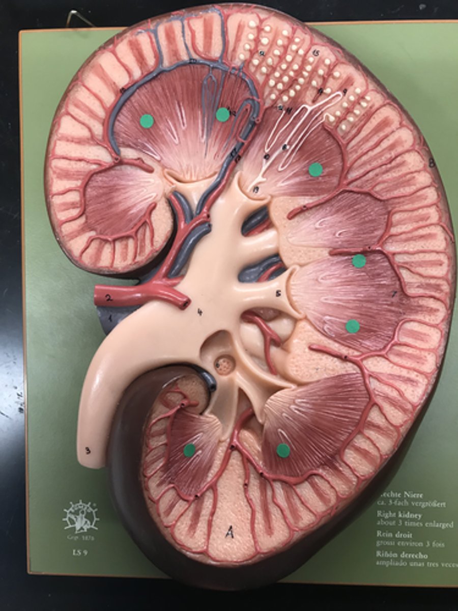 <p>Name this LAYER</p>