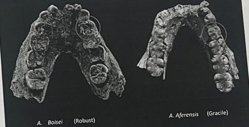 <p>What do these mandibles tell us about the dietary flexibility of the species they are assigned too? </p>