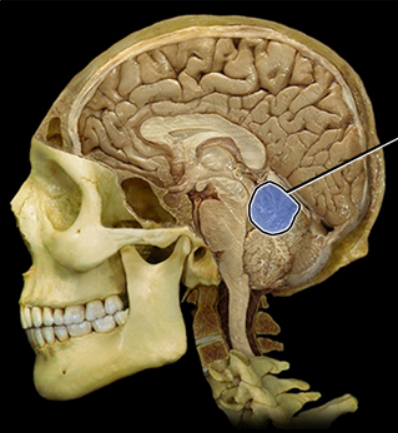 <p><span><span>Anterior lobe of cerebellum</span></span></p>