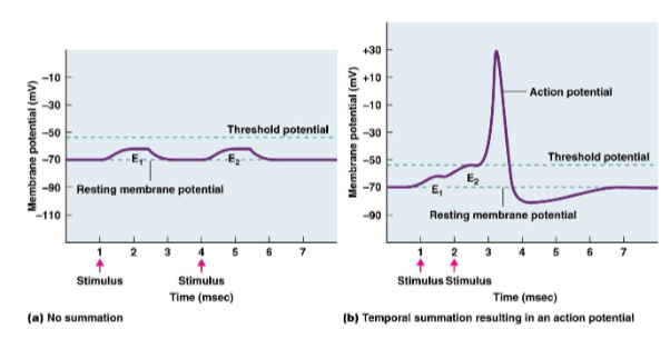 <p>Temporal summation</p>