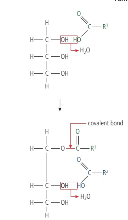 <p>Glycerol is a 3-carbon molecule with each carbon bonded to a hydroxyl group. Every fatty acid has a terminal carboxyl group. This facilitates a condesation reaction, removing the hydroxyl group entirely and allowing the remaining oxygen molecule in the fatty acid to bond to the carbon in the glycerol. </p>