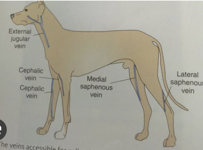 <p>venous blood draw on dog</p>