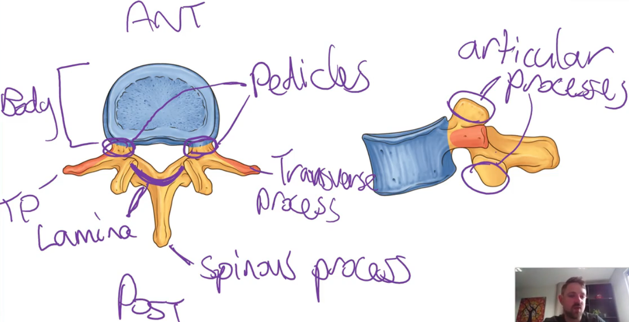<p><strong>Vertebral body</strong></p><ul><li><p>Large, anterior portion</p></li></ul><p><strong>Vertebral arch components</strong>:</p><ul><li><p><strong>Spinous process</strong>: posterior, projects back (midline)</p></li><li><p><strong>Transverse processes</strong> (x2): Project laterally from the arch base</p></li><li><p><strong>Pedicles</strong> (x2): “Feet” of the arch connecting to the spinous process</p></li><li><p><strong>Laminae</strong> (x2): Upper parts of the arch connecting to the spinous process</p></li><li><p><strong>Articular processes</strong> (x4 total per vertebra):</p><ul><li><p><strong>Superior (2)</strong></p></li><li><p><strong>Inferior (2)</strong></p></li><li><p>Allow articulation between vertebrae</p></li></ul></li></ul><p><strong>Opening</strong>:</p><ul><li><p><strong>Vertebral Foramen</strong>: Central hole for the spinal cord</p></li></ul><p></p>