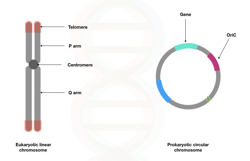 
1. double-helix structure: sugar-phosphate backbone, nitrogenous base (A, C, T, or G) 

   \
2. location of DNA: 

   
   1. eukaryotes: found in nucleus
   2. b. prokaryotes: found in nucleoid region (cytoplasm) 

   \
3. DNA packaging:

   
   1. eukaryotes: DNA unwound is packaged as chromatin wrapped around histones; packaged DNA is linear chromosomes
   2. prokaryotes: DNA unwound is NOT packaged around histones; packaged DNA is circular chromosomes