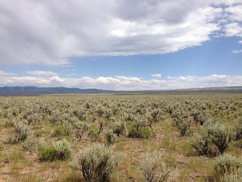 <ul><li><p>dominant community</p><ul><li><p>i.e. sagebrush steppe</p></li></ul></li><li><p>aka big basin sagebrush</p></li><li><p>joined by bitterbrush on coarse soils</p><ul><li><p>tridentata</p></li></ul></li><li><p>in pristine conditions - incl. perennial bunchgrasses</p><ul><li><p>grow in clumps not lawns</p></li></ul></li></ul><p></p>