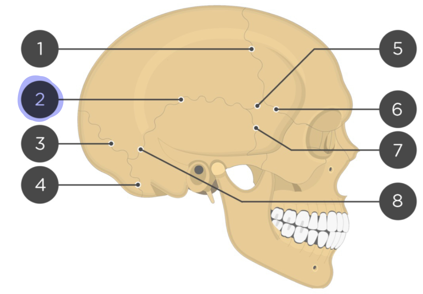 <p>Suture that joins temporal and parietal bones</p>