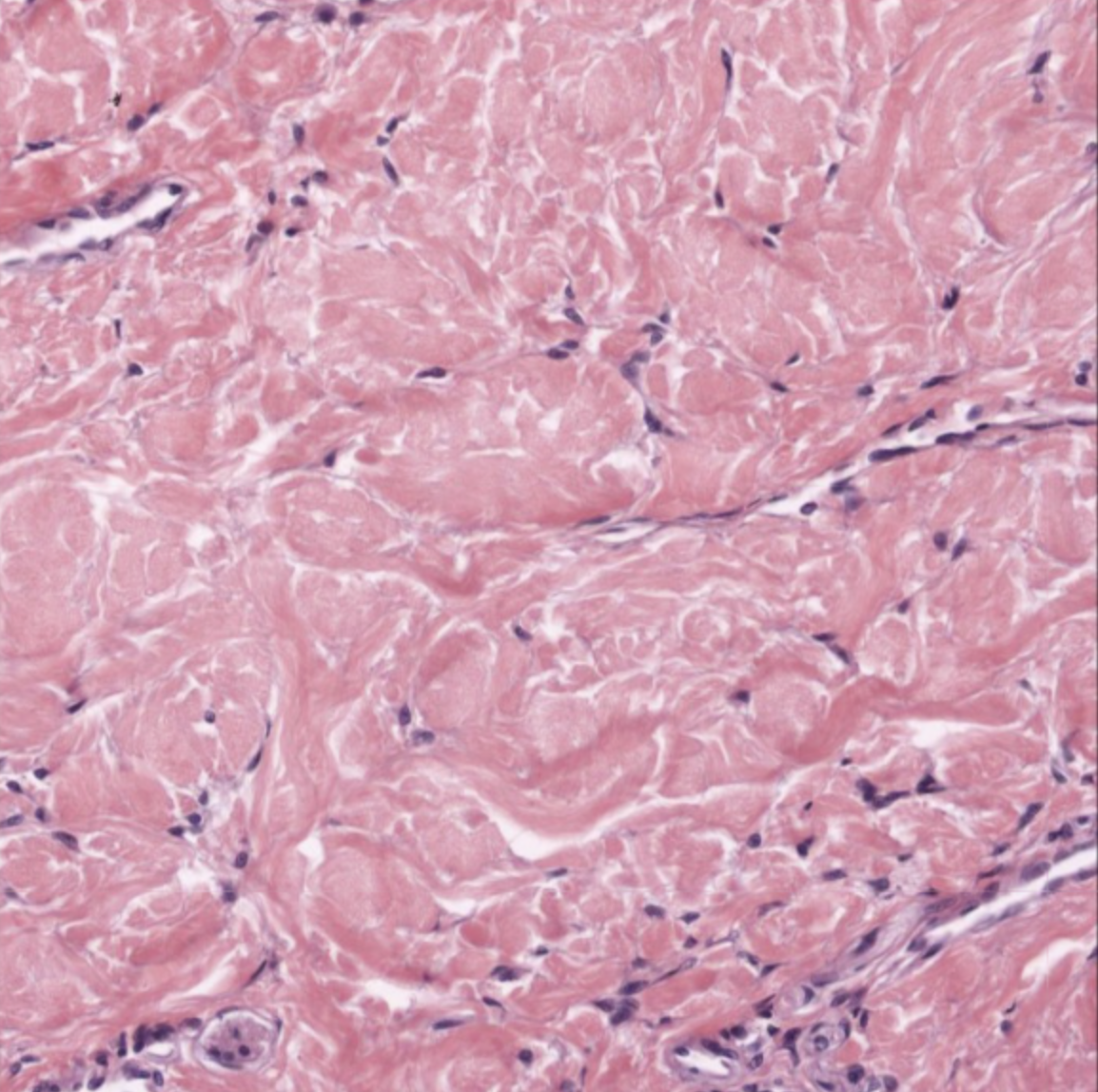<ol><li><p>What tissue is this?</p></li><li><p>Where can it be found?</p></li><li><p>What is its function?</p></li></ol><p></p>