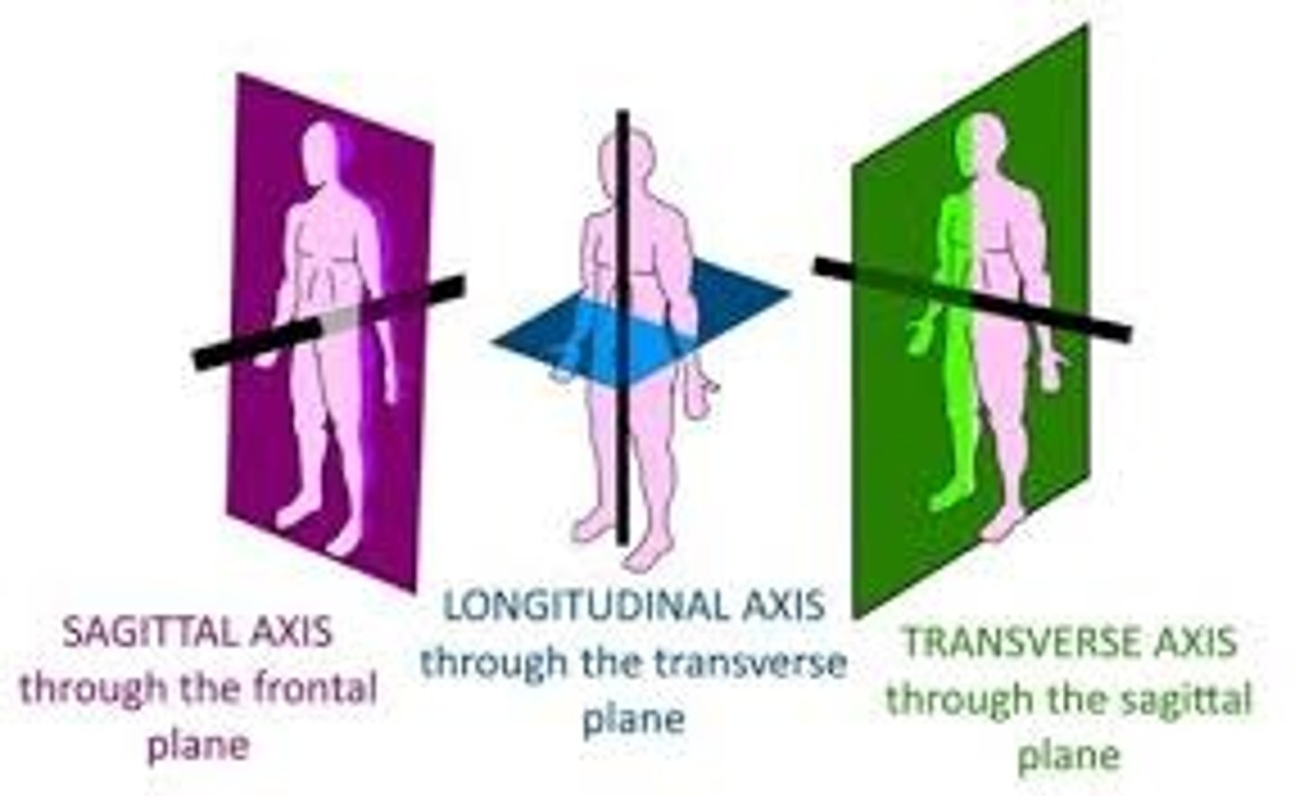 <p>Perpendicular to anatomical planes</p><p>Medial or Transverse Axis</p><p>Antero-Posterior (ap) Axis</p><p>Longitudinal Axis</p>