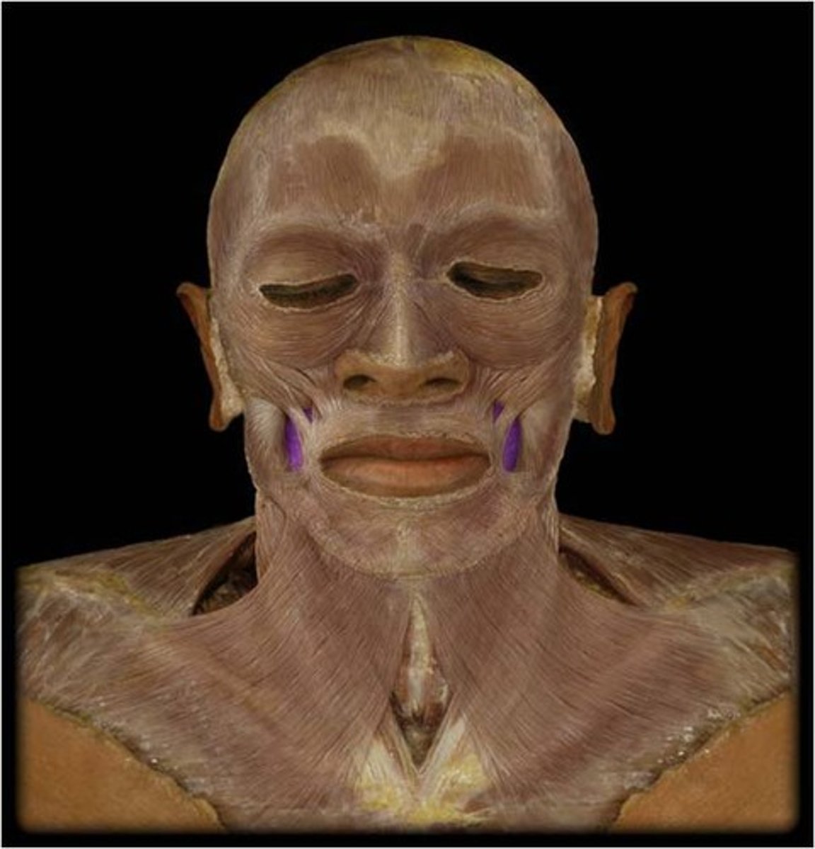 <p>compresses cheek as in blowing sucking whistling; holds food between teeth during chewing</p>