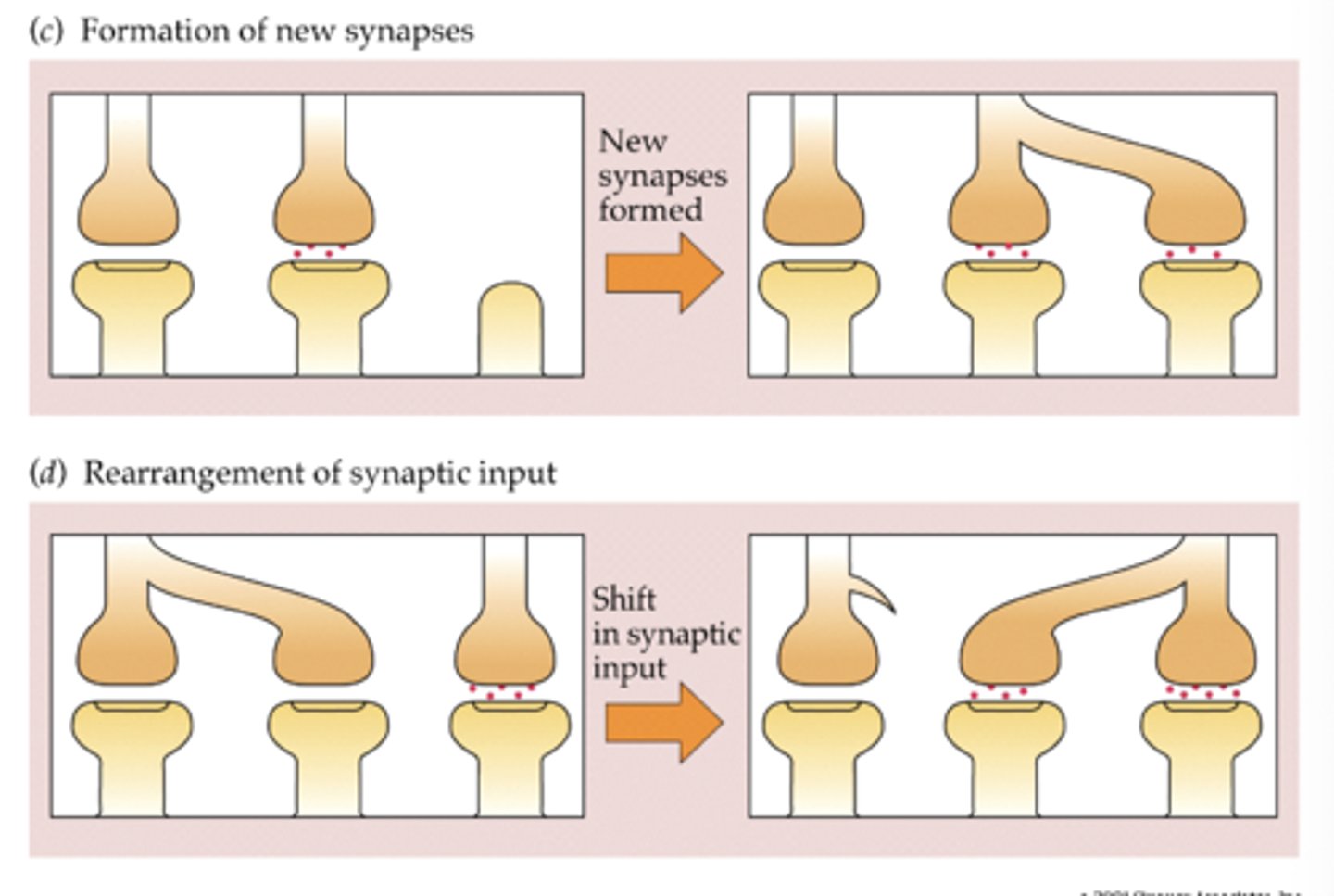 <p>neuron may <strong>1. form new synapses</strong> (add conductivity) or <strong>2. rearrange synaptic input</strong> (change 'who is talking to who')</p>