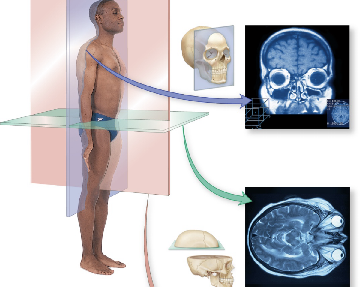 <p>plane divided between front & back</p>