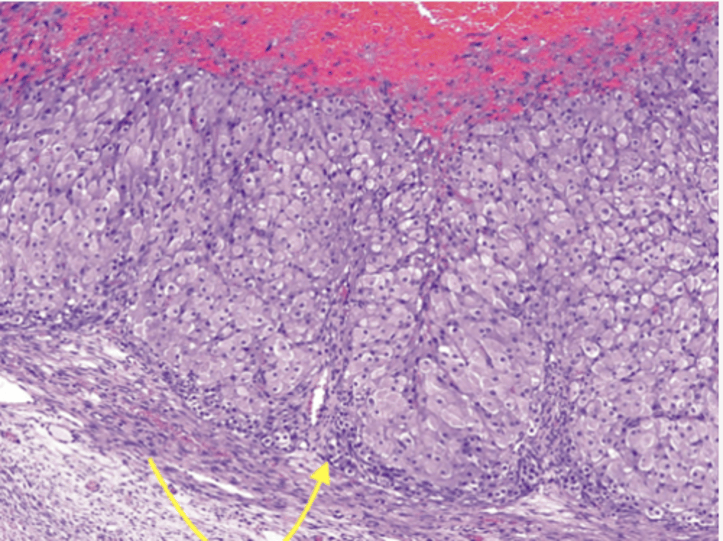 <p>Identify the cells</p>