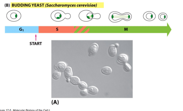 <p>Different morphological forms (budding stages) correspond to different phases of the cell cycle, making progression visible.</p>