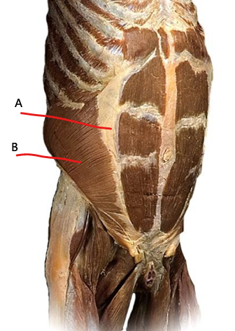 <p>What is A?</p>