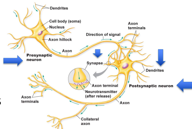 <p>the presynaptic neuron signals to the dendrites of the postsynaptic neuron at the neurual synapse </p>