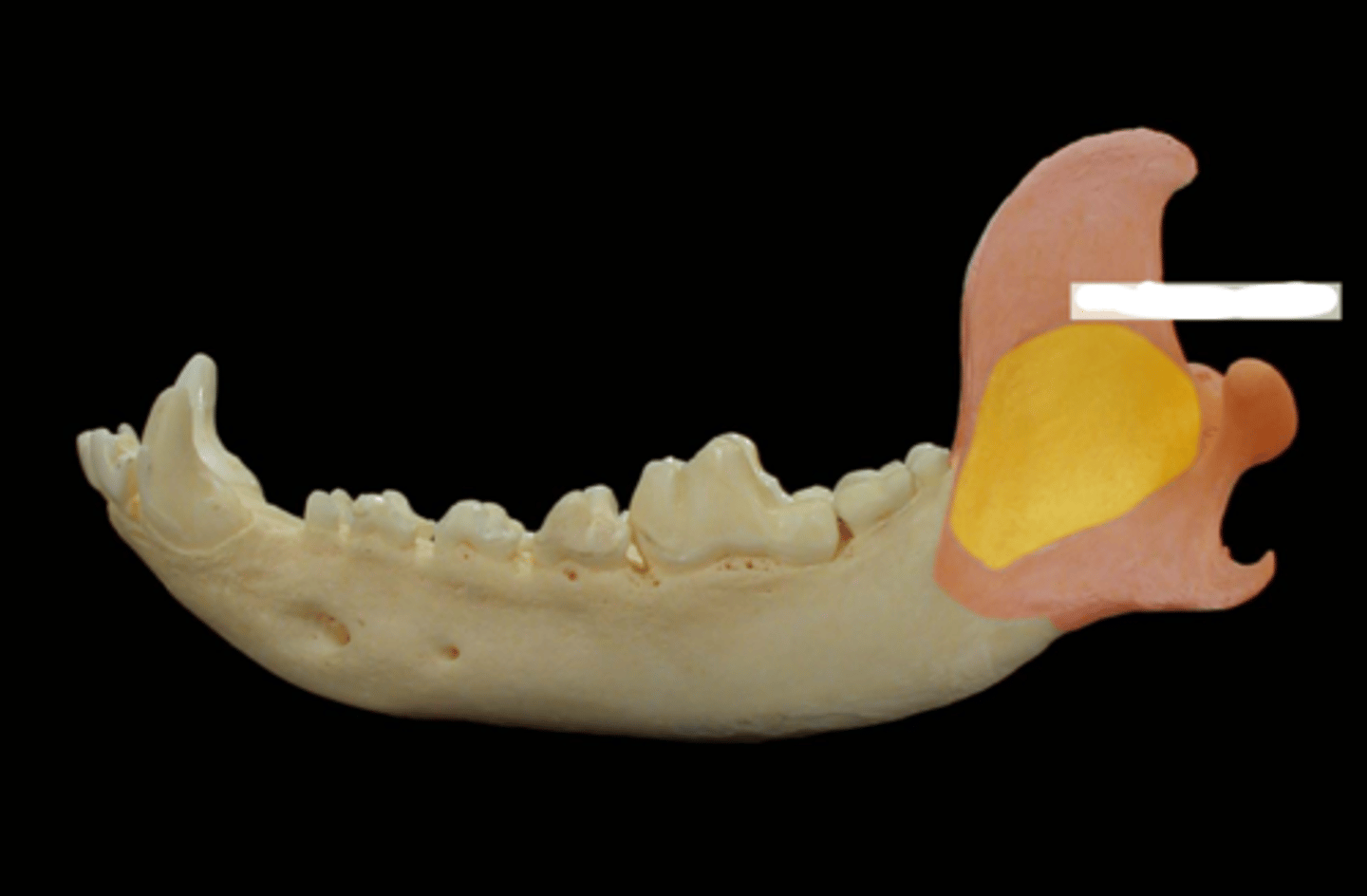 <p>What is the yellow highlighted region?</p>