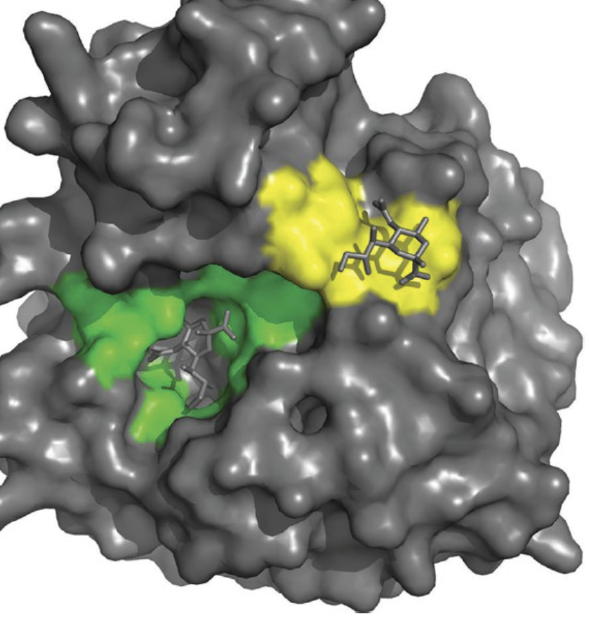 <p>what does green and yellow show?</p><p>[this is a view of the neuraminadase protein]</p>