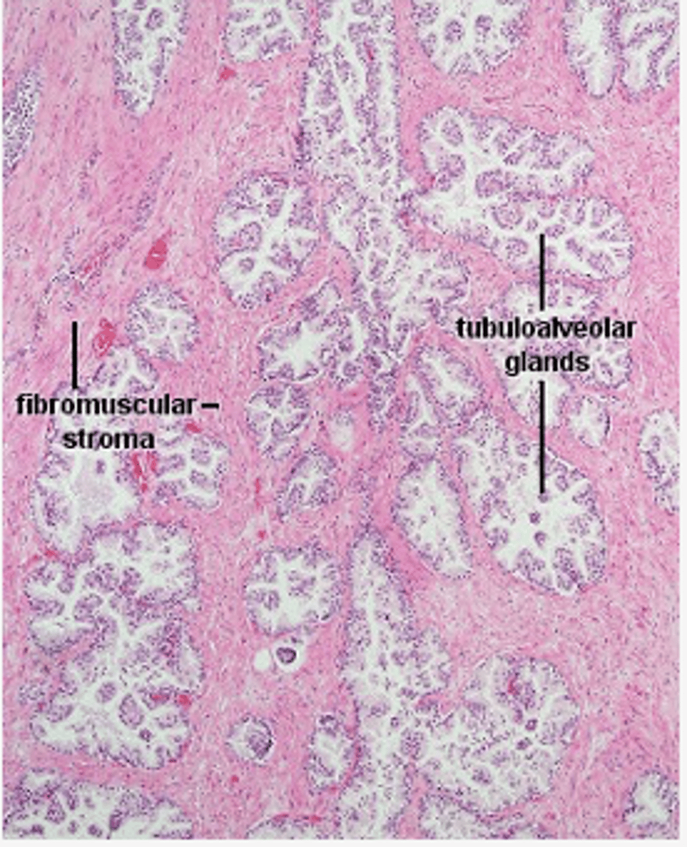 <p>identify the organ</p>