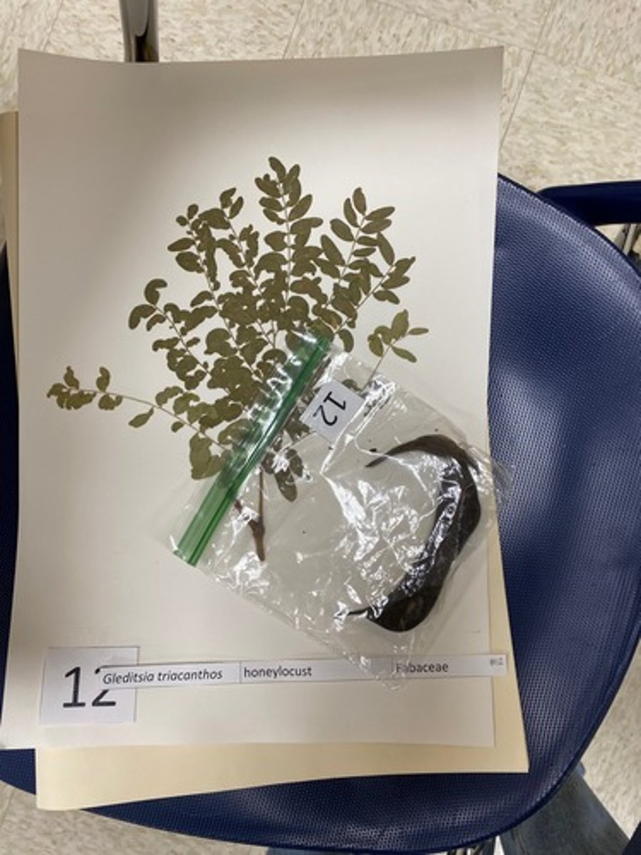 <p>Glenditsia triacanthos (Fabaceae)</p>