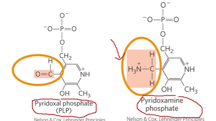 <p>pyridoxal phosphate, prosthetic group</p><p>in all of pathways for amino degradation, protects release of amino group</p><p>PDP: C=O &gt; NH3</p><p>Vitamin B6,</p><p>*looks like if a P and an L had a baby </p>
