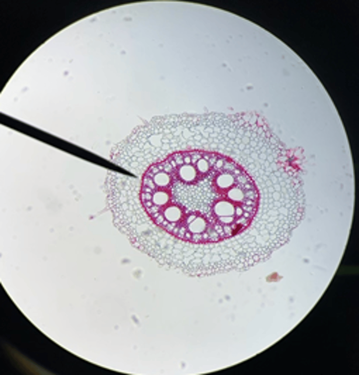 <p>Is this Zea root a Monocot or Dicot?</p>