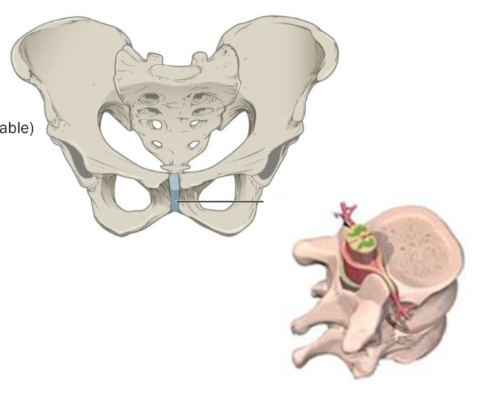 <p>Slight mobile: pubic symphysis, synchondrosis</p>