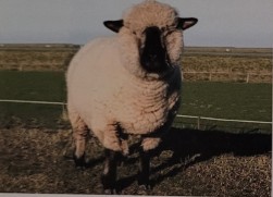 <p>polled breed. originated in hampshire county of southern england. dark face and legs with white fleece. roman nose. used for hardy meat sheep also produce high quality fleece of more than 6 lb. large size but quiet and easy to keep.</p>