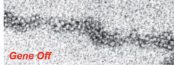<ul><li><p>more condensed</p></li><li><p>higher repeat content</p></li><li><p>harder to transcribe</p><p>a. usually inactive transcriptionally</p></li><li><p>generally found near centromeres</p></li><li><p>can be split into constitutive/facultative heterochromatin</p></li><li><p>darker stained regions of chromosomes</p></li><li><p>isn’t always tied to particular DNA sequences; it can spread</p></li></ul><p></p>