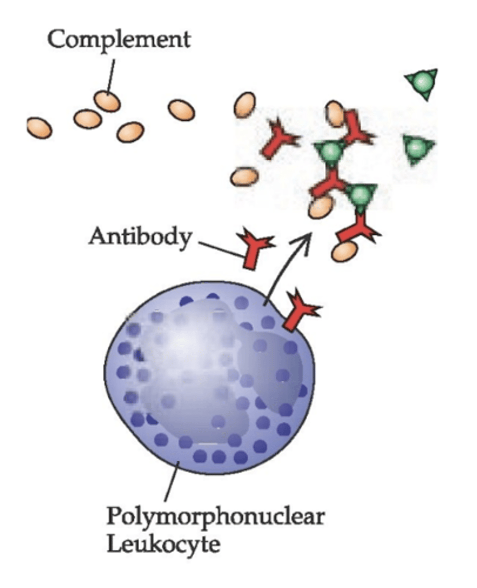 <p>Mediated by IgG antibodies</p><p>complements and antibodies attack to PNM leukocytes instead of the drug</p><p>Manifested as serum sickness and can cause:</p><p>1. Urticaria (hives)</p><p>2. Arthritis</p><p>3. Lymphadenopathy (lymph node swelling)</p><p>4. Fever</p>